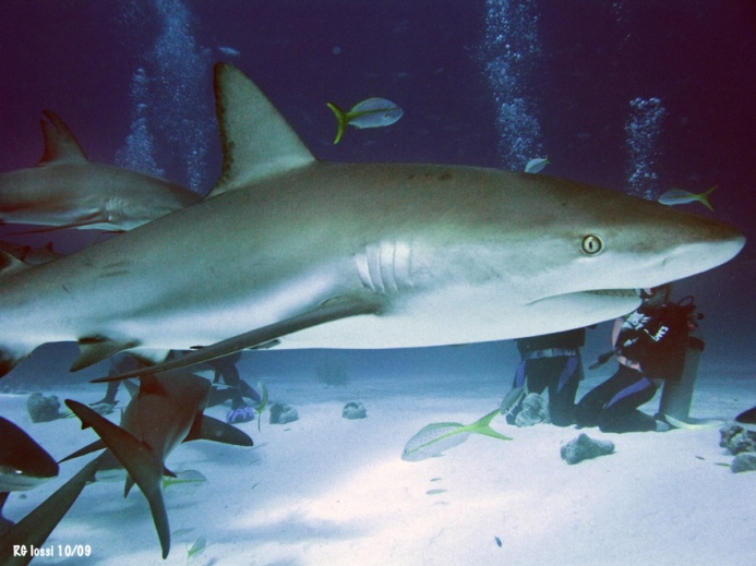 a hour of footage of several dozen Grey Caribbean Reef Sharks in a feeding ...