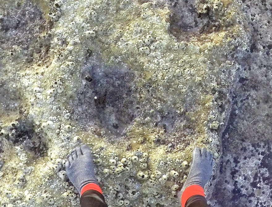 barnacle socks
