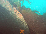 Agarum fimbriatum on Wreck