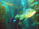 Mr. Nixon Kelp Bass