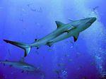 blacktip-reef-shark ron-hawkins 45