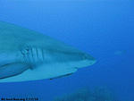 shark 2 IMG 6588