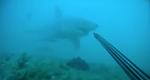 Bethel Shoal Jimmy Rosen White Shark Encounter 5.6.14